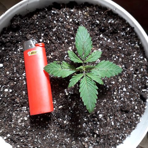 Санина белая вдова  #1 growlog timeline photo