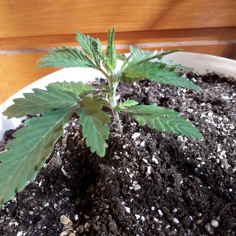 Санина белая вдова  #1 growlog timeline photo
