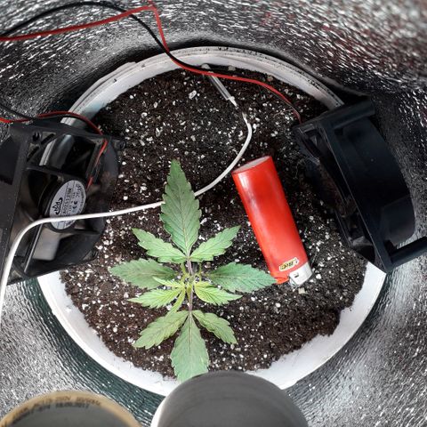 Санина белая вдова  #1 growlog timeline photo