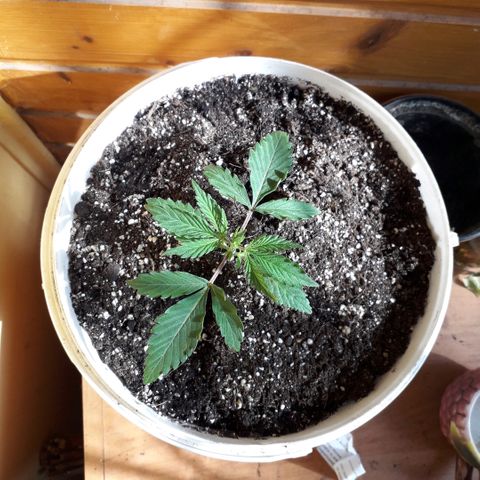 Санина белая вдова  #1 growlog timeline photo