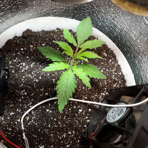 Санина белая вдова  #1 growlog timeline photo