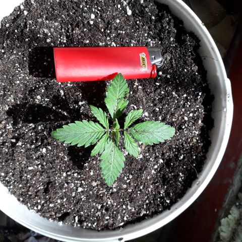 Санина белая вдова  #1 growlog timeline photo