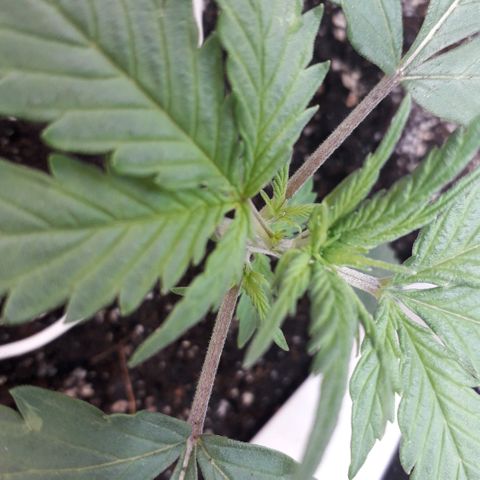 Санина белая вдова  #1 growlog timeline photo