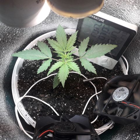 Санина белая вдова  #1 growlog timeline photo