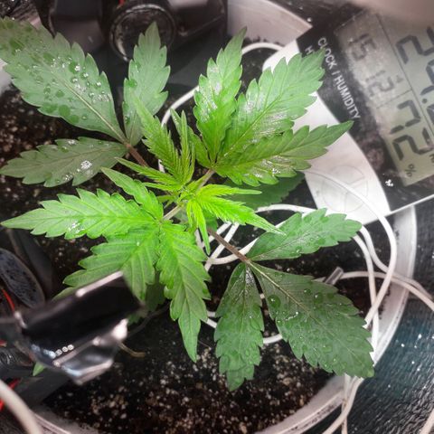 Санина белая вдова  #1 growlog timeline photo