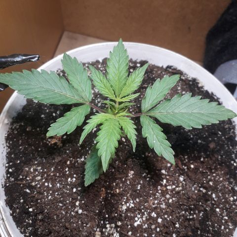 Санина белая вдова  #1 growlog timeline photo