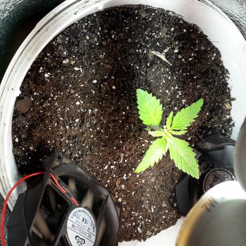 Санина белая вдова  #1 growlog timeline photo