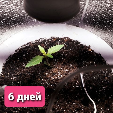 Санина белая вдова  #1 growlog timeline photo