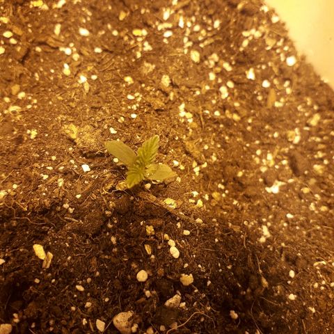 Санина белая вдова  #1 growlog timeline photo