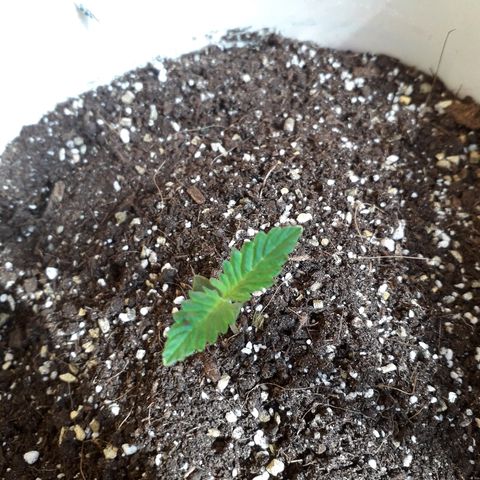 Санина белая вдова  #1 growlog timeline photo