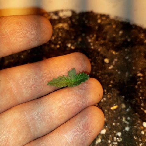 Санина белая вдова  #1 growlog timeline photo