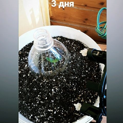 Санина белая вдова  #1 growlog timeline photo