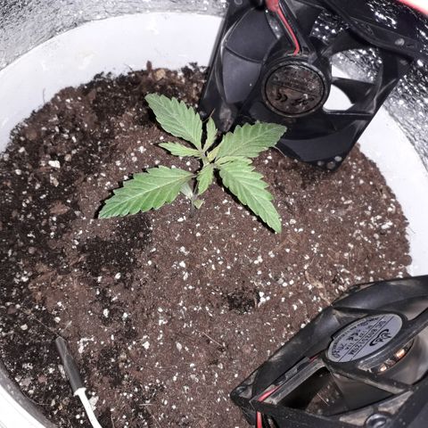 Санина белая вдова  #1 growlog timeline photo