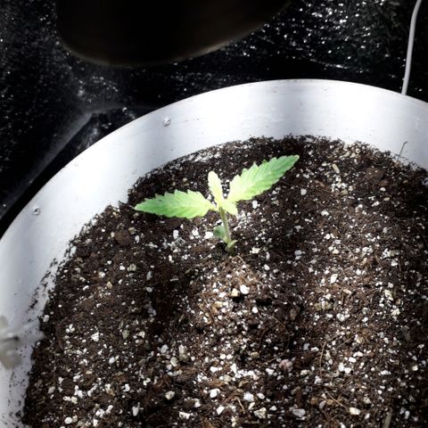 Санина белая вдова  #1 growlog timeline photo