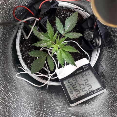 Санина белая вдова  #1 growlog timeline photo