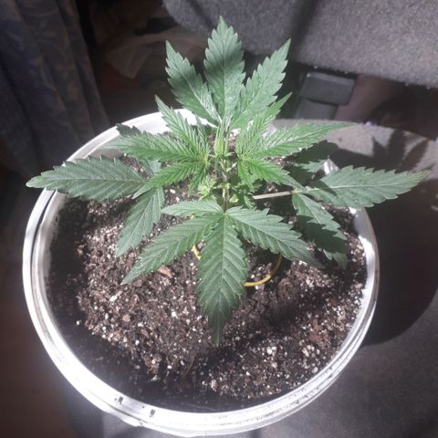 Санина белая вдова  #1 growlog timeline photo