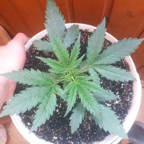 Санина белая вдова  #1 growlog timeline photo