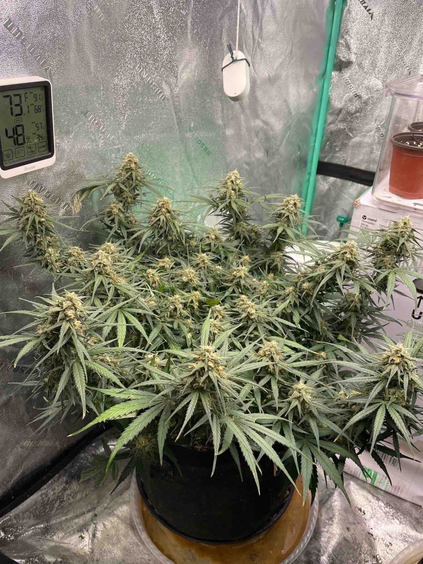Lowryder (Auto) growlog header