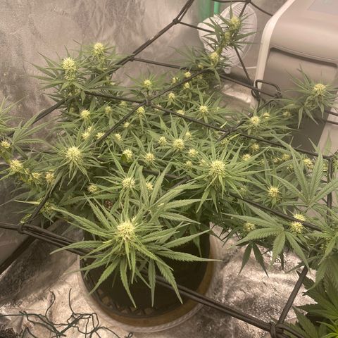 Lowryder (Auto) growlog photo