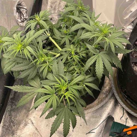 Lowryder (Auto) growlog photo