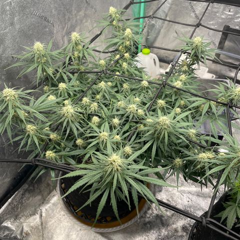 Lowryder (Auto) growlog photo