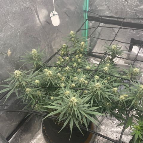 Lowryder (Auto) growlog photo