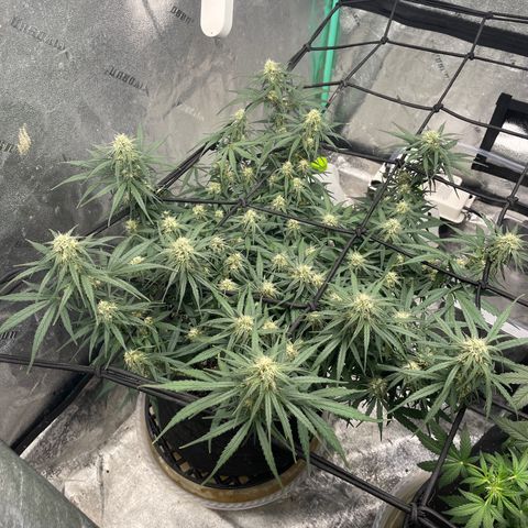 Lowryder (Auto) growlog photo