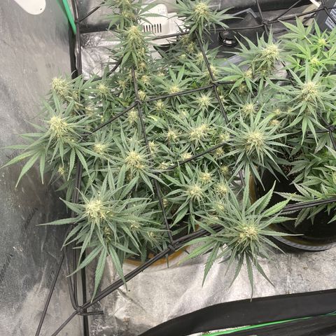 Lowryder (Auto) growlog timeline photo