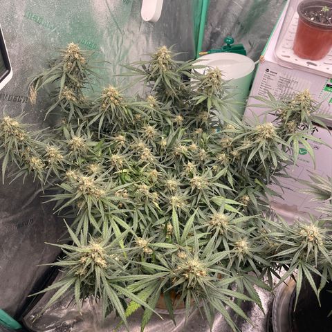 Lowryder (Auto) growlog timeline photo