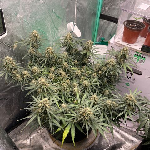 Lowryder (Auto) growlog timeline photo
