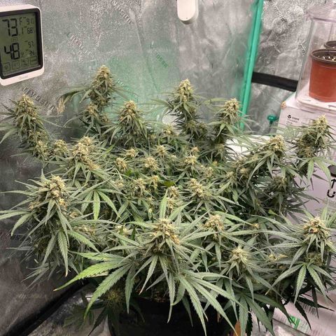 Lowryder (Auto) growlog timeline photo