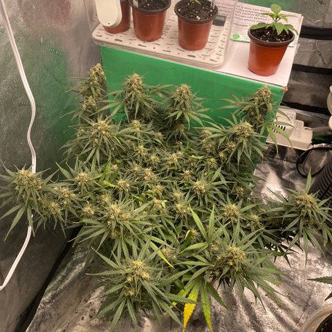Lowryder (Auto) growlog timeline photo