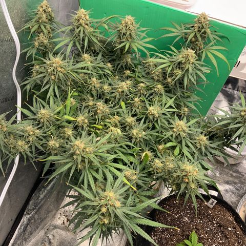 Lowryder (Auto) growlog timeline photo