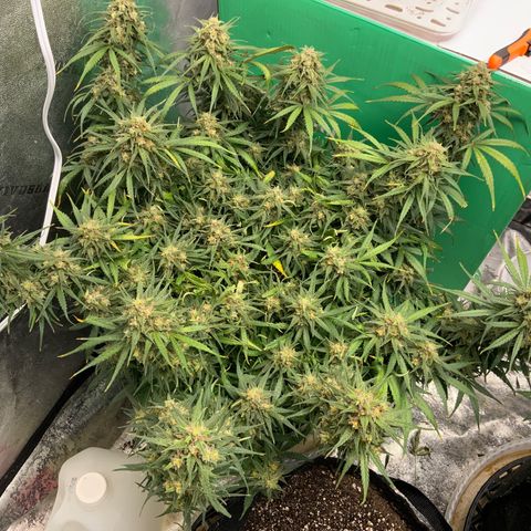 Lowryder (Auto) growlog timeline photo