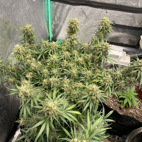 Lowryder (Auto) growlog timeline photo