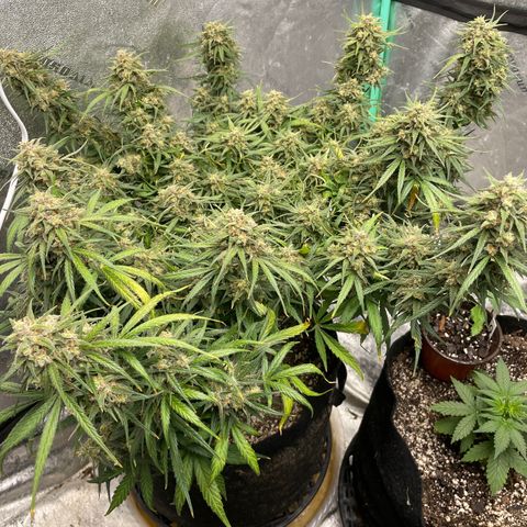 Lowryder (Auto) growlog timeline photo