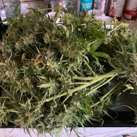 Lowryder (Auto) growlog timeline photo