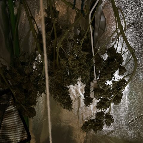 Lowryder (Auto) growlog timeline photo