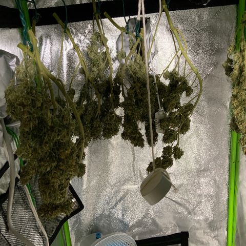 Lowryder (Auto) growlog timeline photo