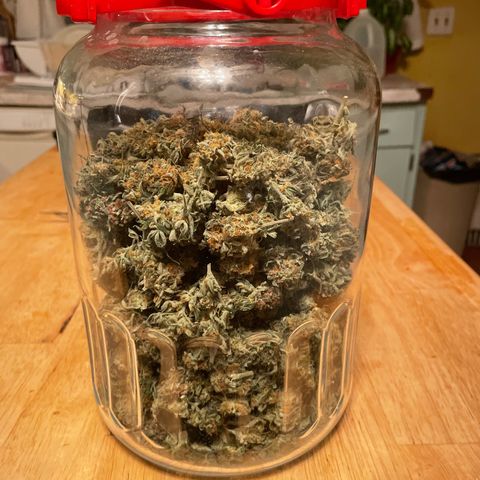 Lowryder (Auto) growlog photo: Trimmed
Curing begins