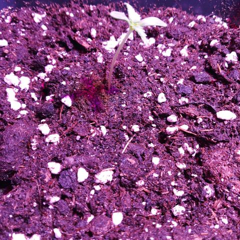 Brain Cake #1 growlog timeline photo