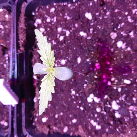 White Widow growlog timeline photo
