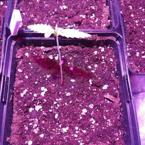 White Widow growlog timeline photo