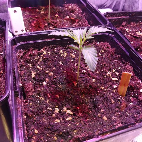 Brain Cake #1 growlog timeline photo