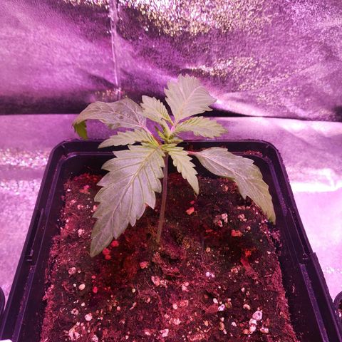 White Widow growlog timeline photo