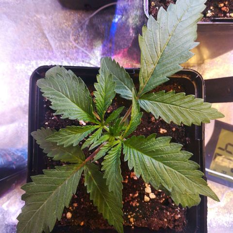 White Widow growlog timeline photo