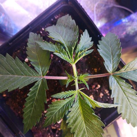 White Widow growlog timeline photo
