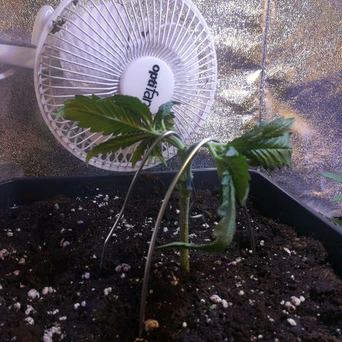 White Widow growlog timeline photo