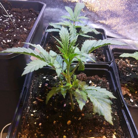 Brain Cake #1 growlog timeline photo