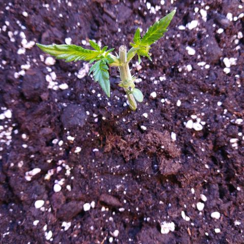 Brain Cake #1 growlog timeline photo